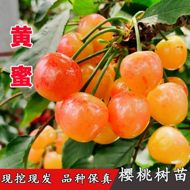 黄蜜大樱桃树苗嫁接果苗盆栽果树南方北方种植水晶樱桃苗当年结果