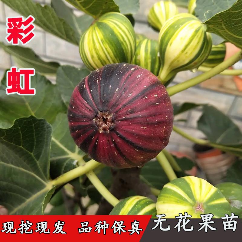 BNR彩虹无花果树苗条纹青花糖心无花果苗盆地栽南方北方当年结果