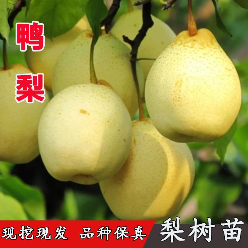 嫁接老品种梨树苗果苗大白鸭梨梨苗特大脆甜南方北方种植当年结果