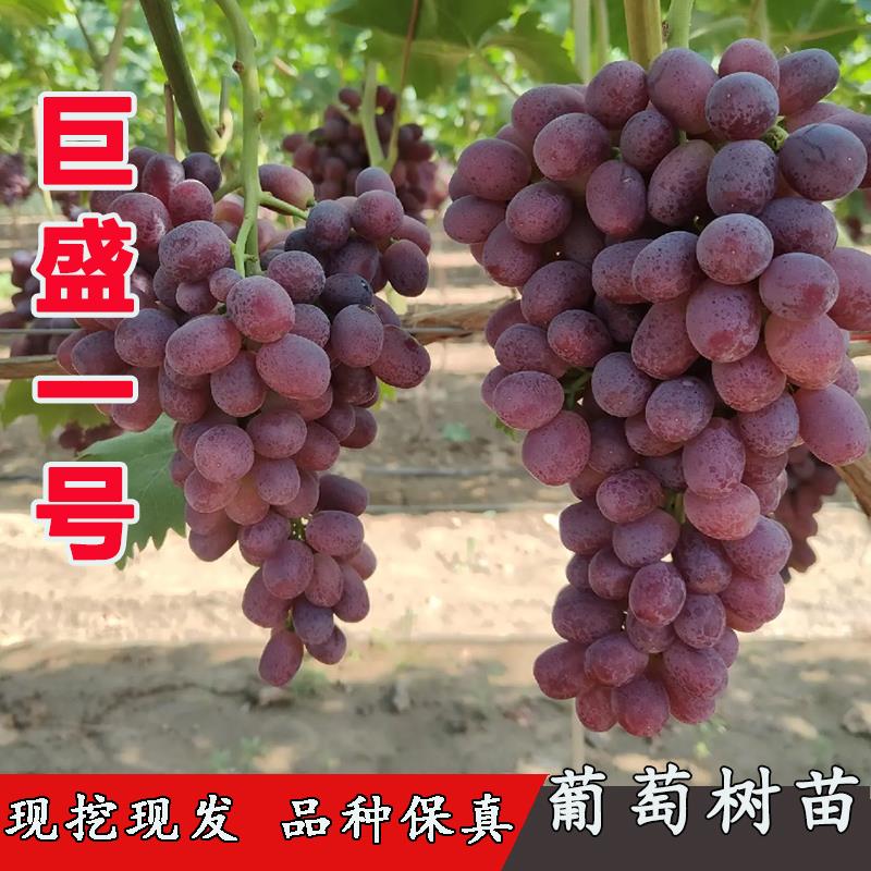 嫁接早熟无核巨盛一号葡萄苗无籽红提爬藤葡萄树苖南北方种植树苗