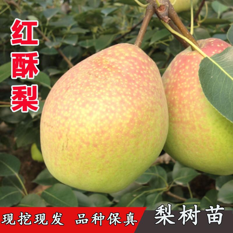 红梨苗嫁接红酥蜜梨苗特大耐贮红皮梨树活苗南方北方种植当年结果