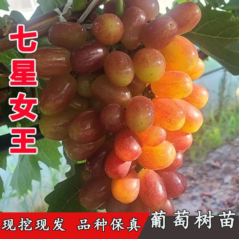 嫁接无核红提苗早熟脆甜七星女王葡萄树曲美人指女皇树苖当年结果