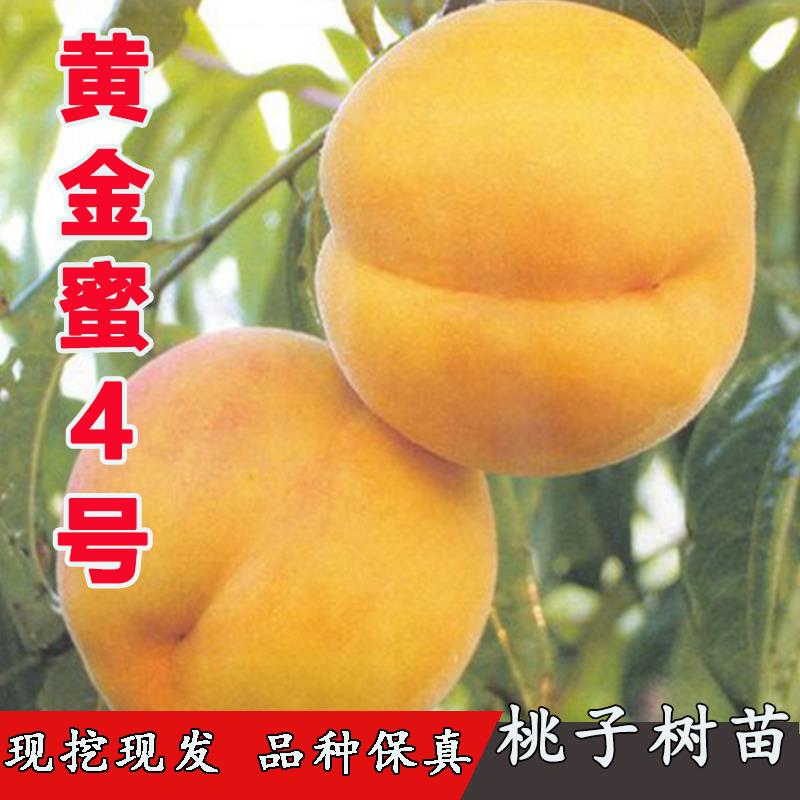 特大晚熟甜黄桃树苗嫁接小花黄金蜜4号桃树苗大花南北方地栽盆栽
