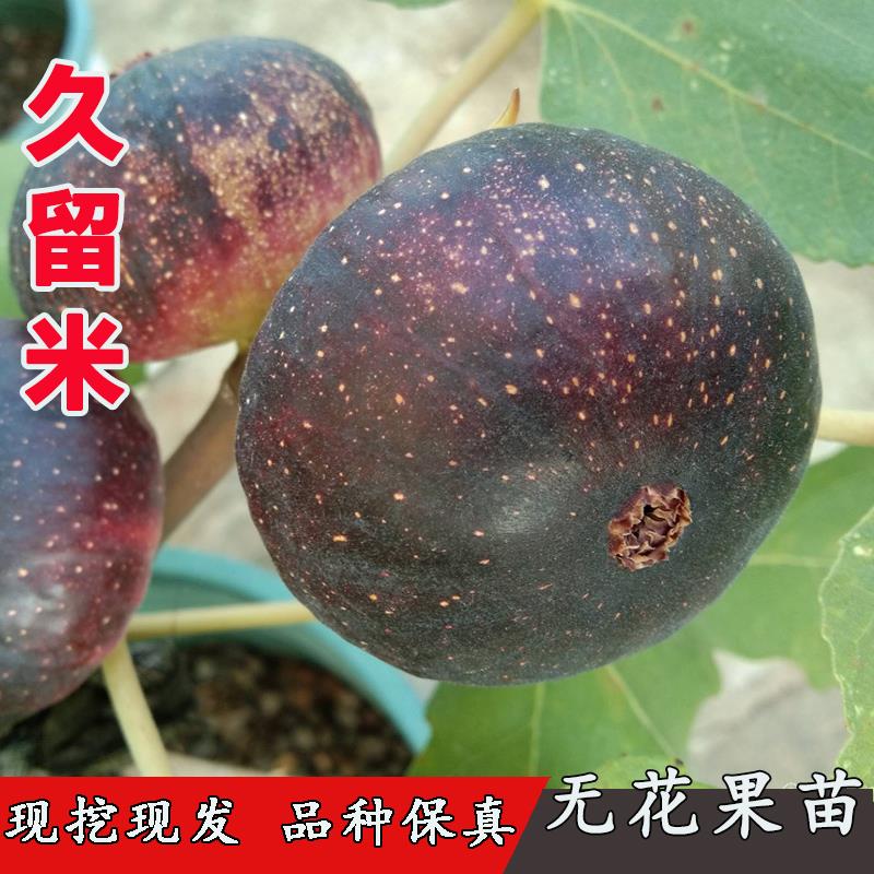 新品种无花果树苗紫果久留米无花果苗96米庭院盆栽地栽南北方种植