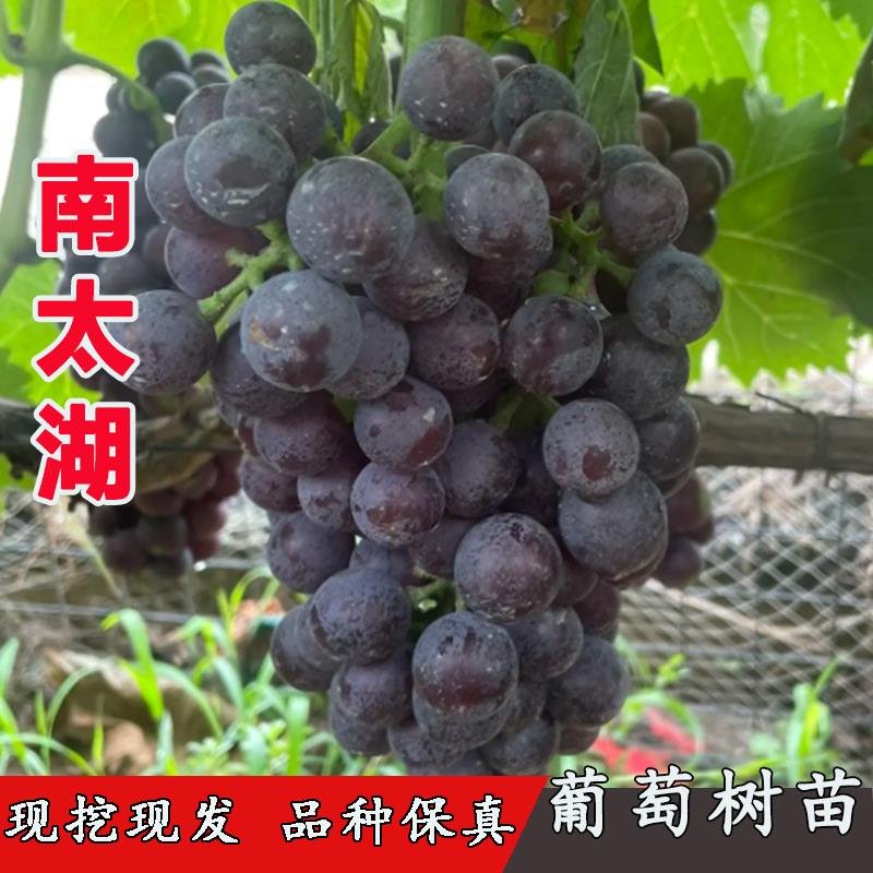 嫁接特早熟南太湖葡萄树苗夏黑树苖巨峰葡萄苗南北方种植当年结果