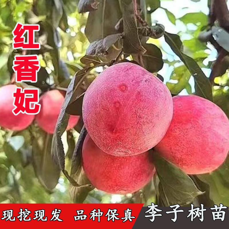 特大晚熟耐寒李树果苗红香妃李子苗红肉杏李树苗南方北方庭院种植