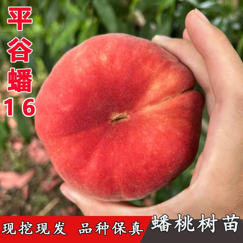 平谷蟠桃树苗嫁接蟠16号特大晚熟白肉毛蟠桃水蜜桃树果苗当年结果