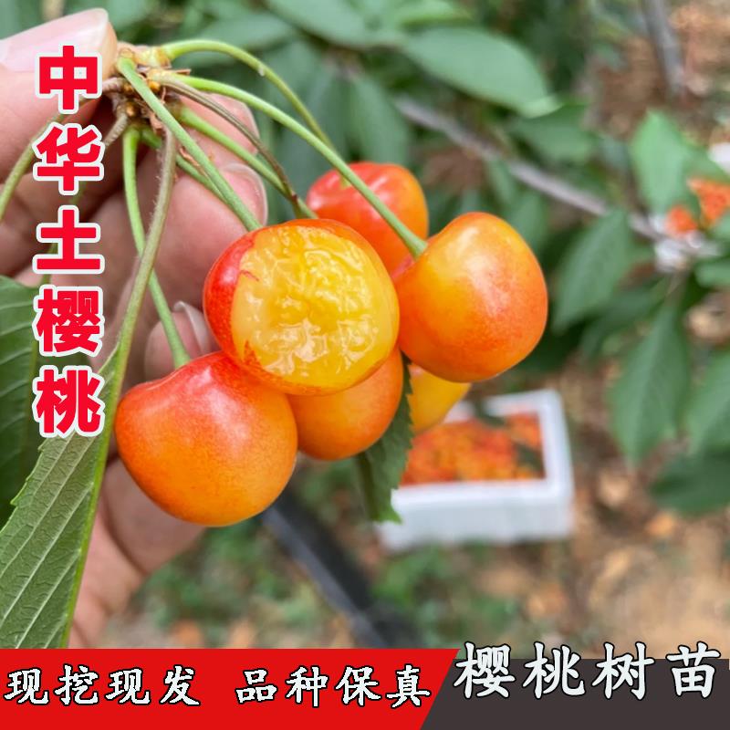 老品种樱桃树苖中华小樱桃苗盆栽车厘子树苗南北方种植中国土樱桃