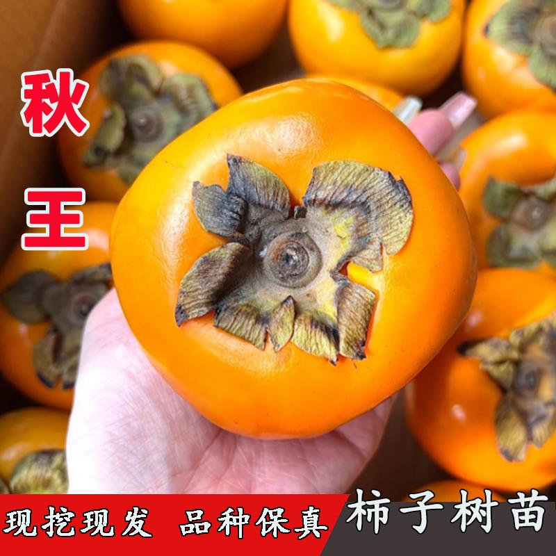 新品种日本脆甜柿子苗树嫁接秋王柿子树苗硬柿脱涩特大庭院盆地栽