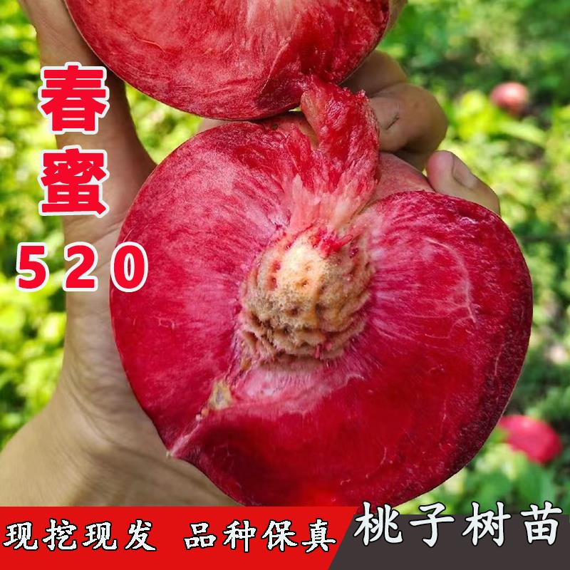 嫁接特早熟水蜜桃树苗五月红肉血桃春蜜520桃树苗盆地栽当年结果