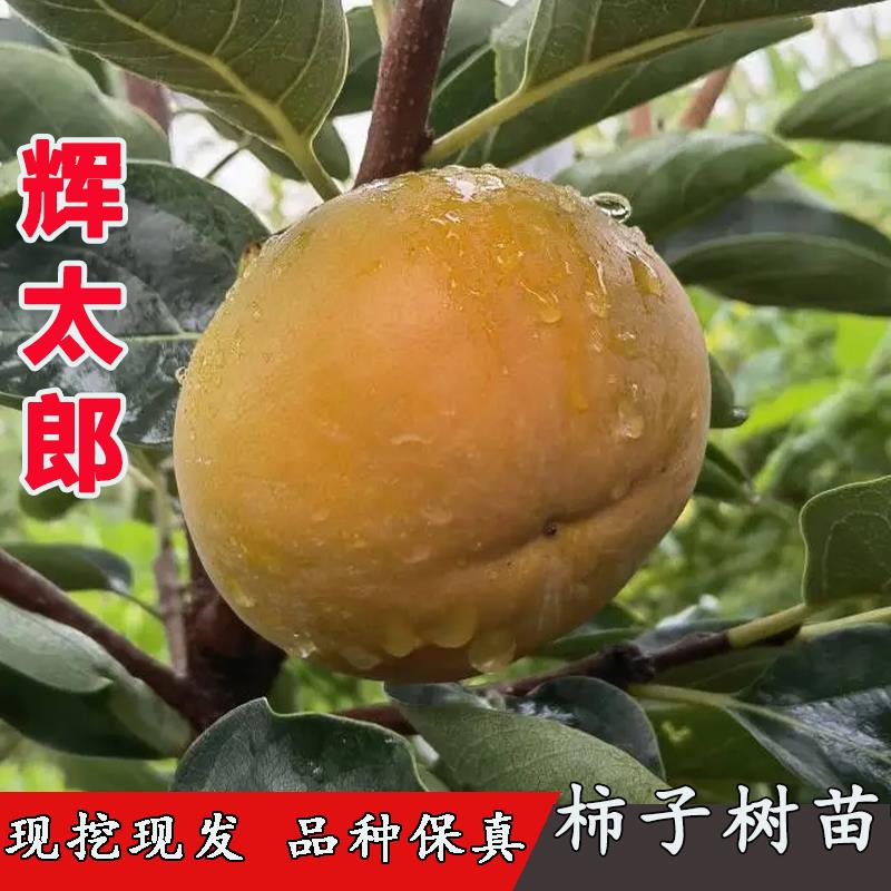 日本辉太郎柿子树苗嫁接脆甜柿子苗盆栽特大南北方地栽当年结果苗