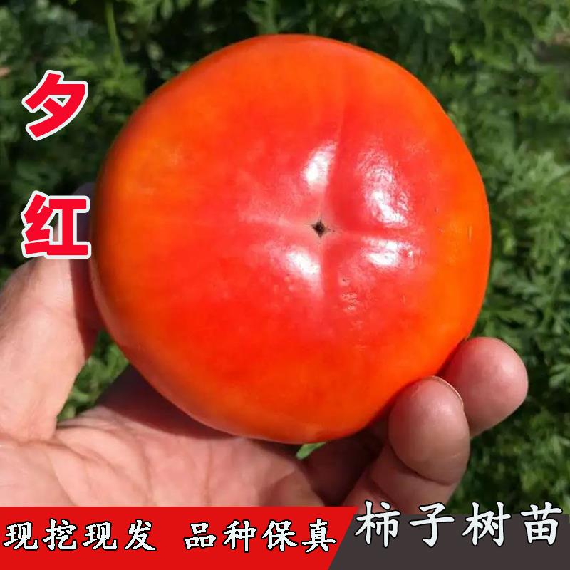 新品种夕红脆甜柿子树苗硬柿子树柿子苗南方北方庭院种植果树果苗