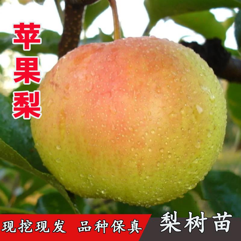苹果梨树果苗东北冻梨苗嫁接脆甜晚熟香酥梨树苗抗寒地栽当年结果