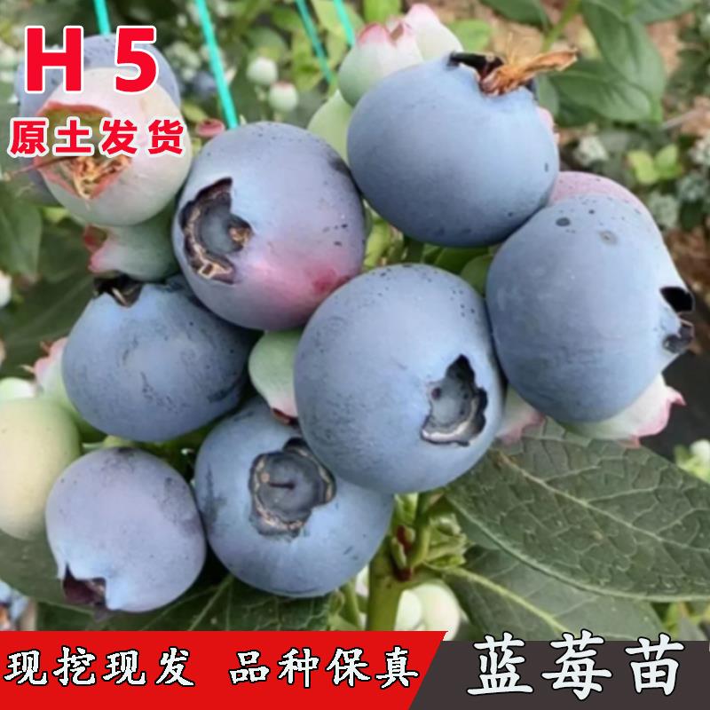H5蓝莓树果苗早熟耐寒蓝莓树苗四季盆栽庭院地栽南北方种当年结果