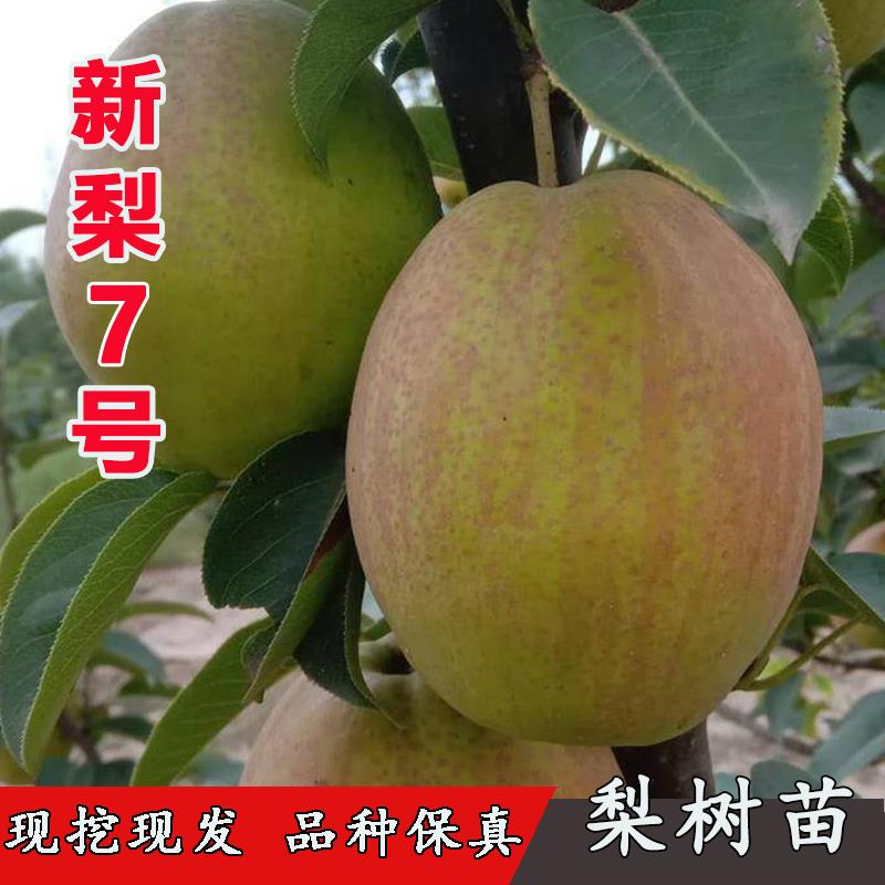 梨树果苗新品种新梨七号梨树苗酥脆嫁接早熟7号梨苗特大脆甜果树
