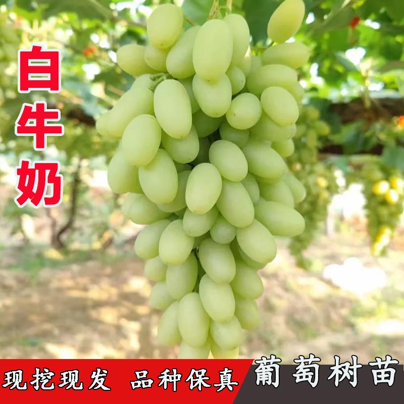 稀有葡萄树苗新疆白马奶白牛奶葡萄苗耐寒抗冻南北方种植当年结果