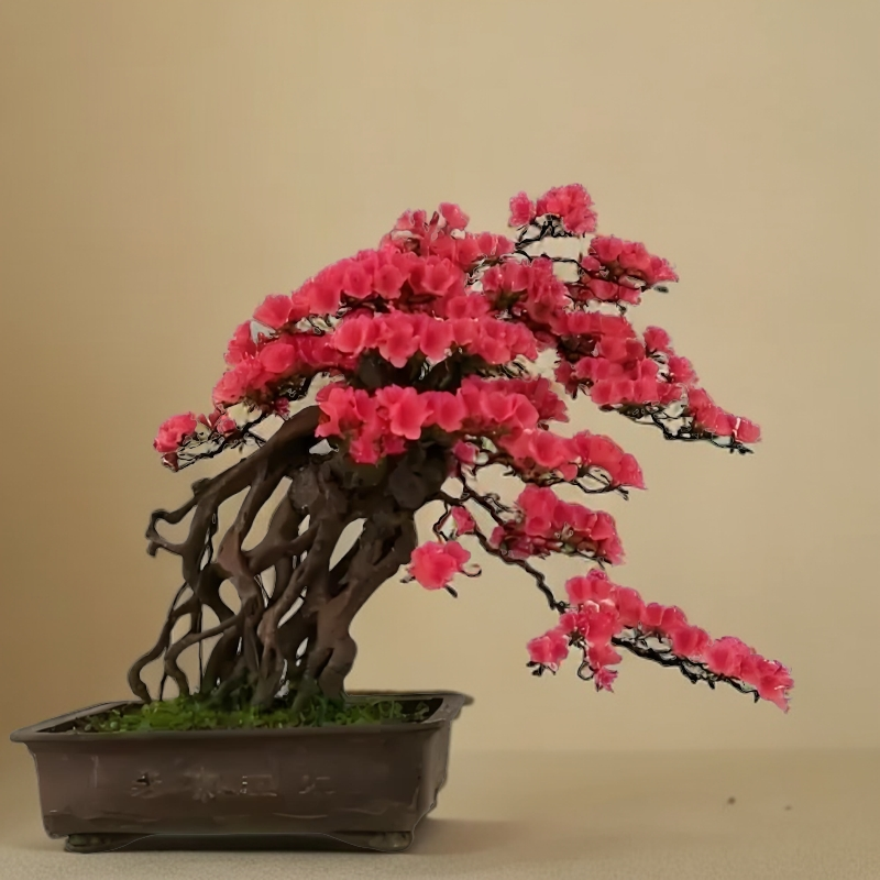 映山红鸡血红国旗红下山素材绿植绿植盆栽绿植盆栽室内网红植物