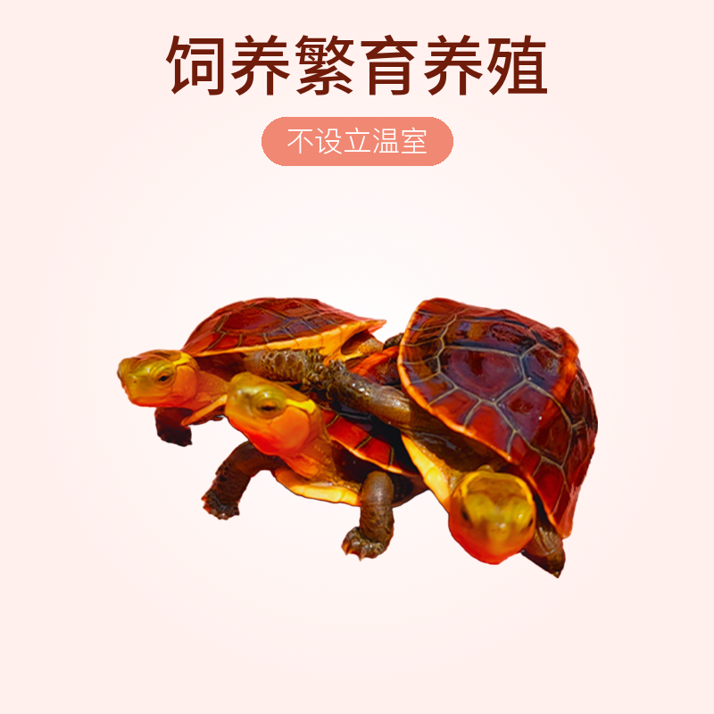 台缘黄缘龟幼龟安缘龟苗观赏宠物乌龟活体龟龟小苗饲养繁育养殖