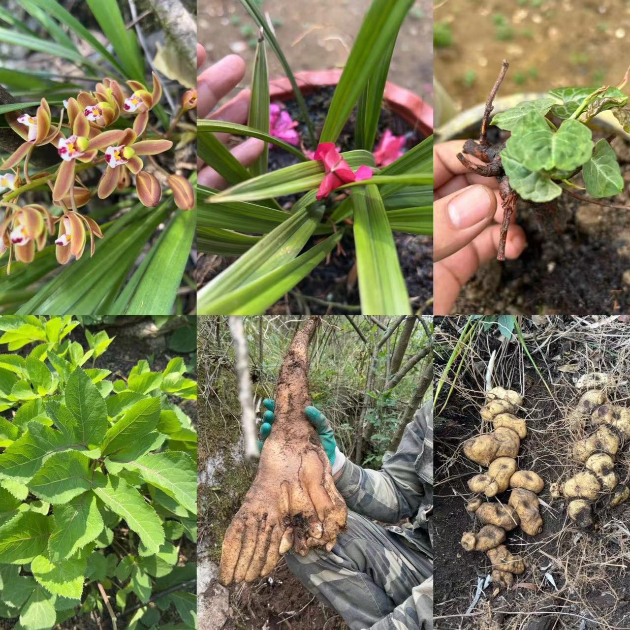 【岭杭】深山野生植物通用链接