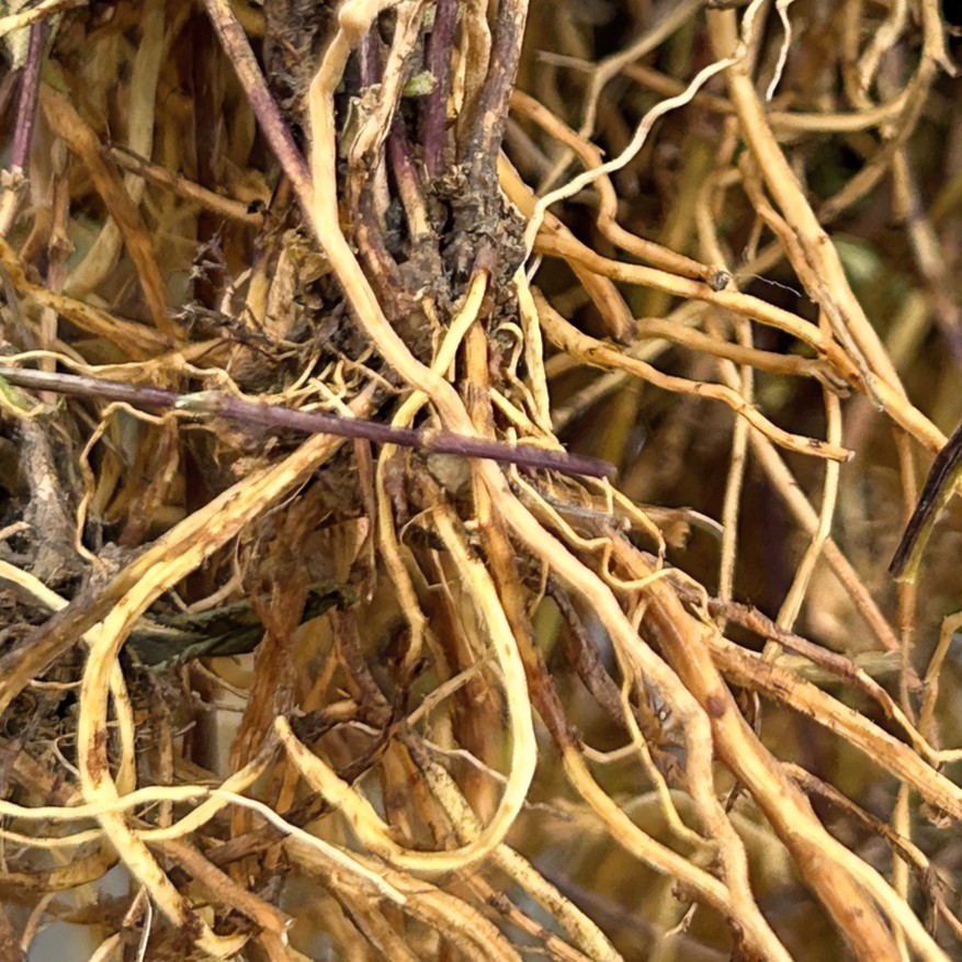 无品牌【岭杭】贵州野生龙胆草全根