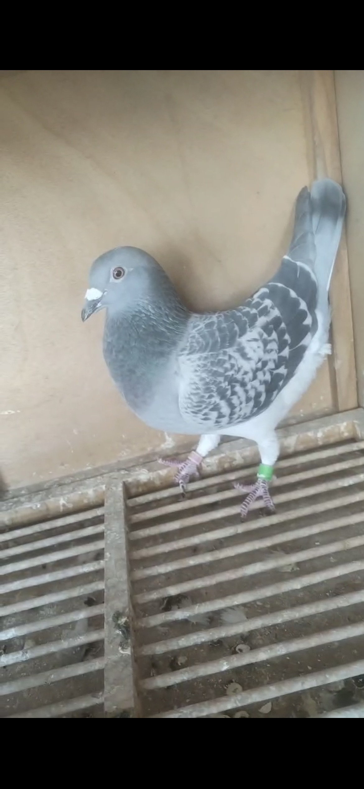 鸽子脚环信鸽种鸽专用