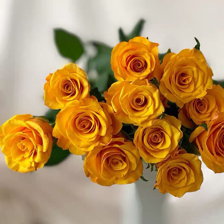 辉煌  新品黄色切花盆栽月季玫瑰中苗地栽花卉原盆原土发货