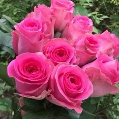 上海夫人超新品切花阳台庭院月季浓香花园经典欧月花苗中苗