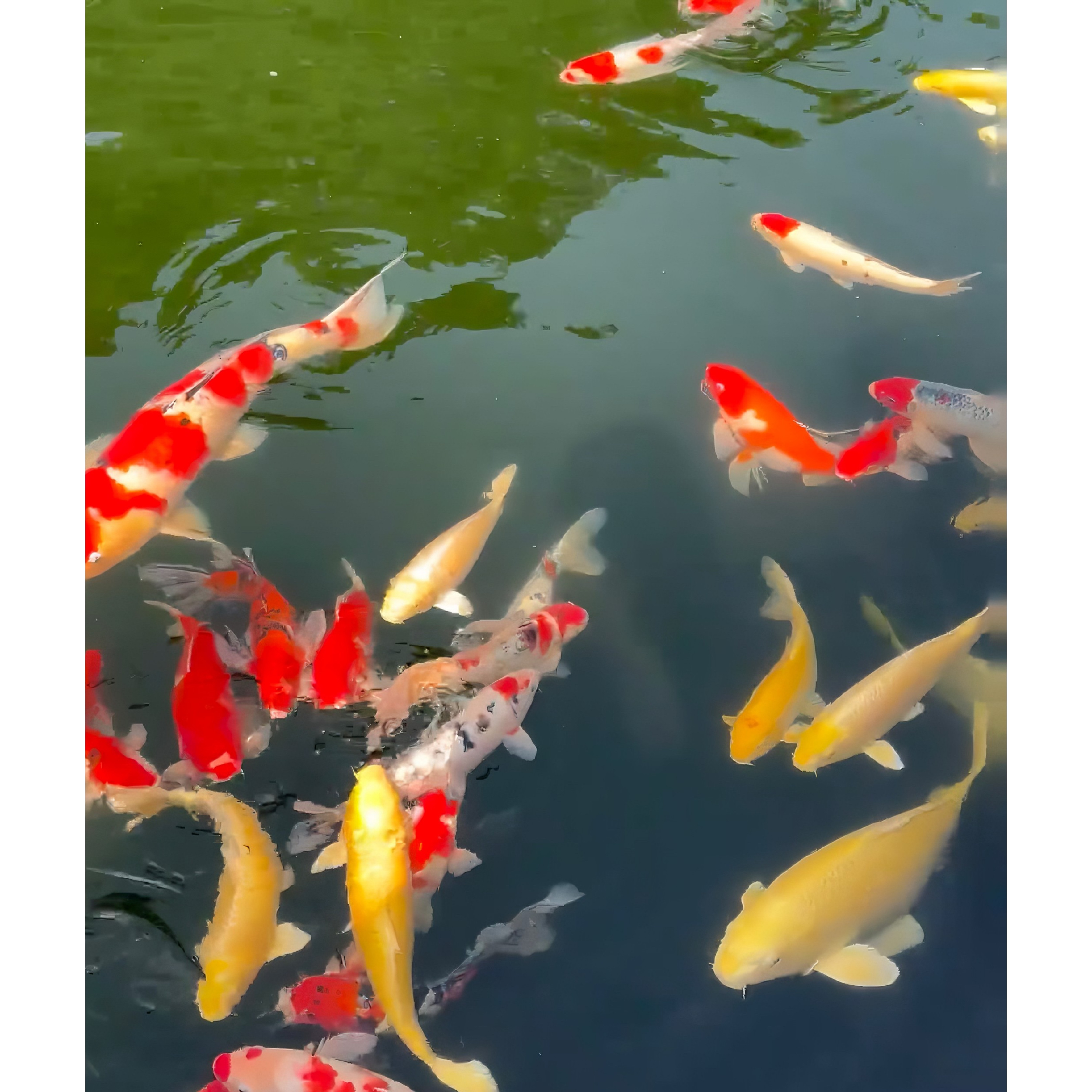 精品红白锦鲤链接