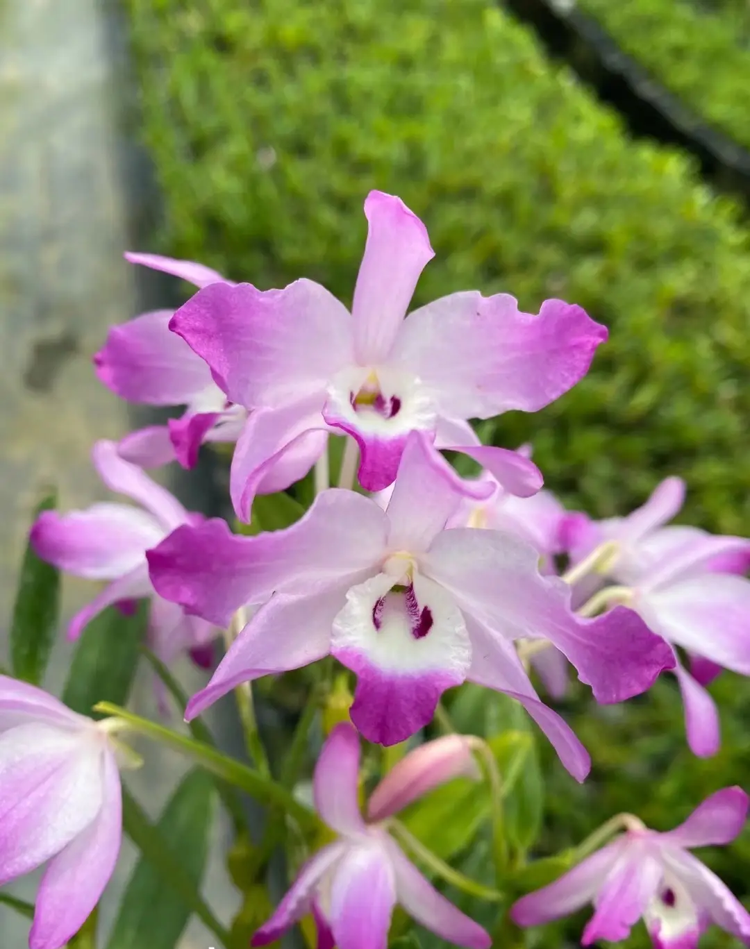 韶关樱石斛，原盆原土发货