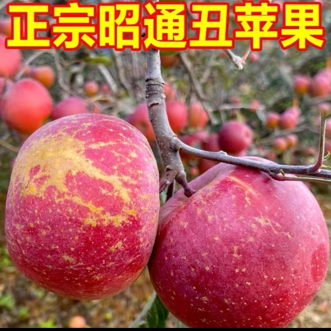 云南昭通丑苹果/净重3-9斤/脆甜爽口/现摘现发酸甜多汁包甜包新鲜
