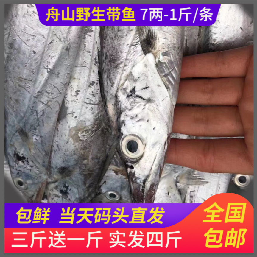 （8两-1斤）舟山雷达网带鱼油带码头鲜发规格