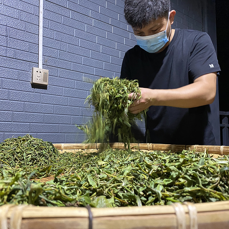 醉易武2023年 头春天门山高杆古树 普洱茶生茶 357g