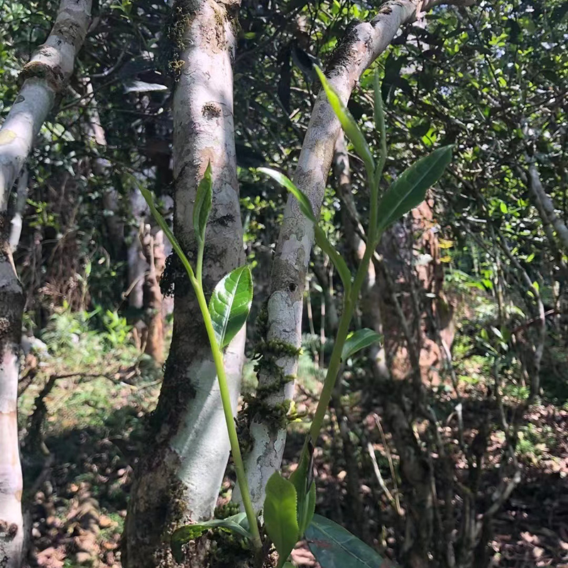 醉易武 三周年店庆 3333礼包 2018年刮风寨茶王树 普洱茶 5饼装