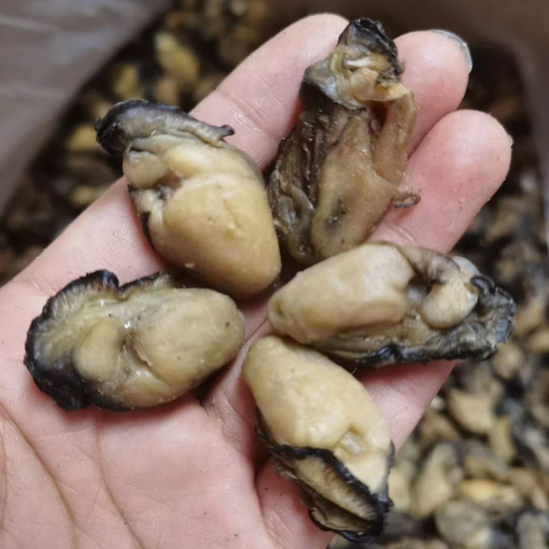 台山特产 淡晒生蚝干 70头 蚝鼓(好事）