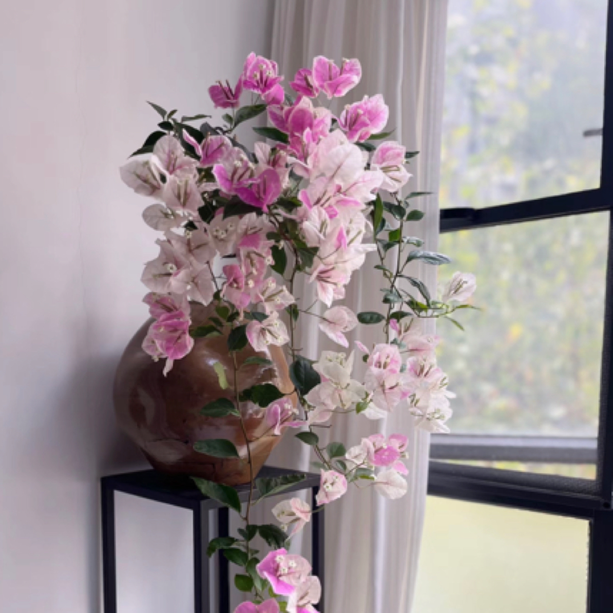 三角梅，一物一拍