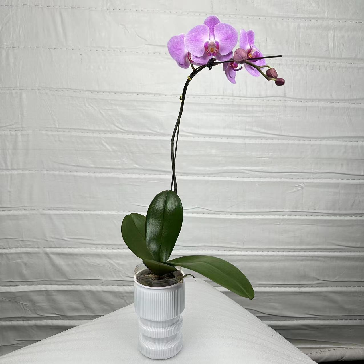 十月里蝴蝶兰【粉冠军】大花型 带花带花苞发货 包邮