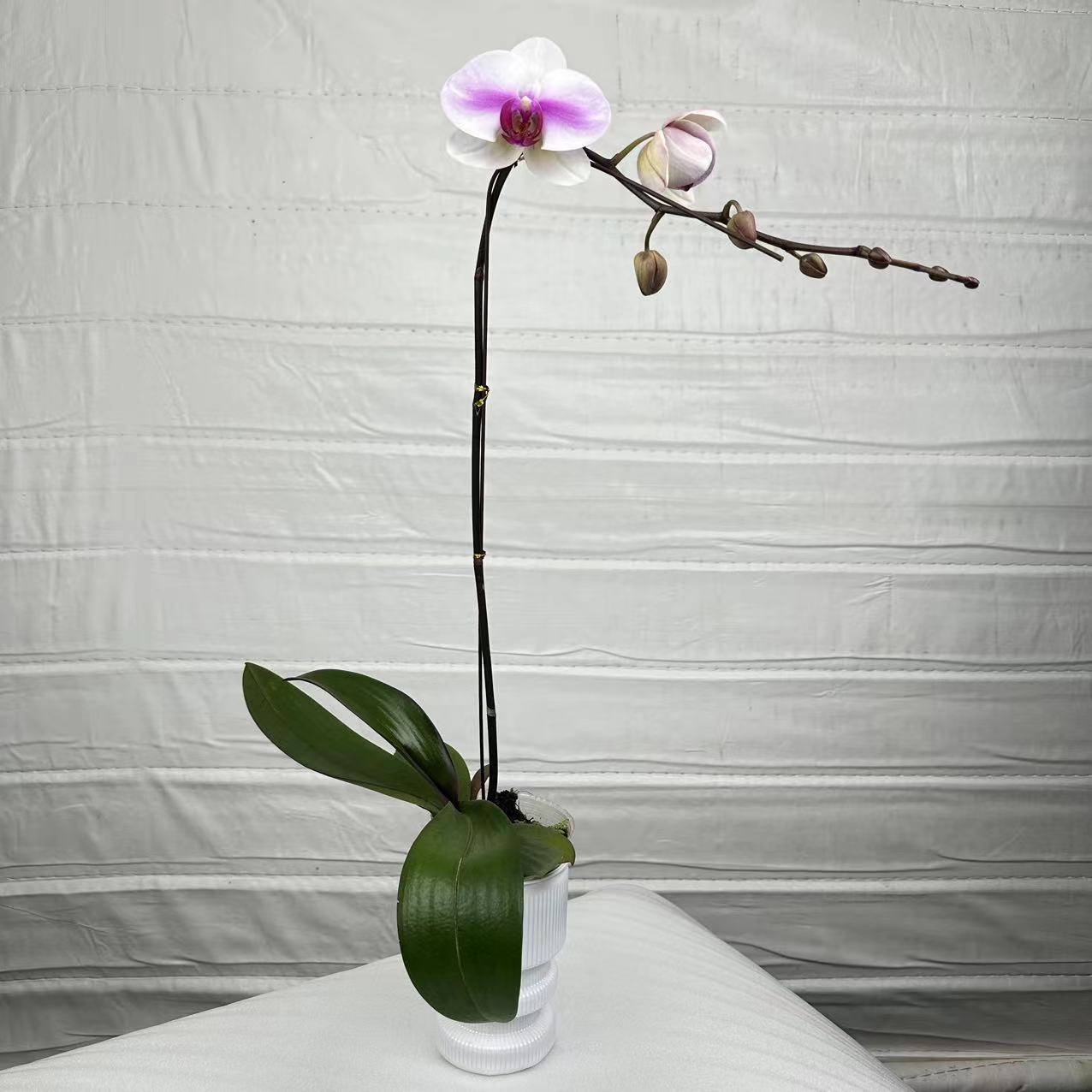 十月里蝴蝶兰【婚纱】大花型 带花带花苞 包邮