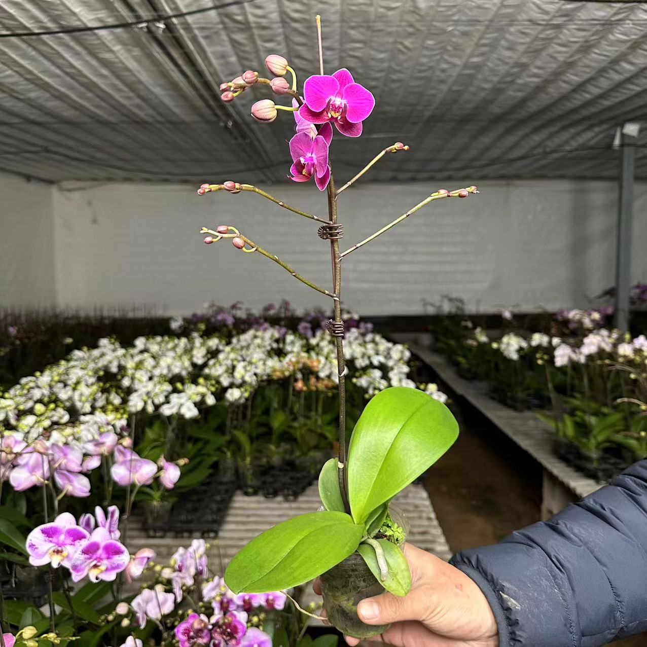 十月里蝴蝶兰【小樱桃】带花带花苞 包邮