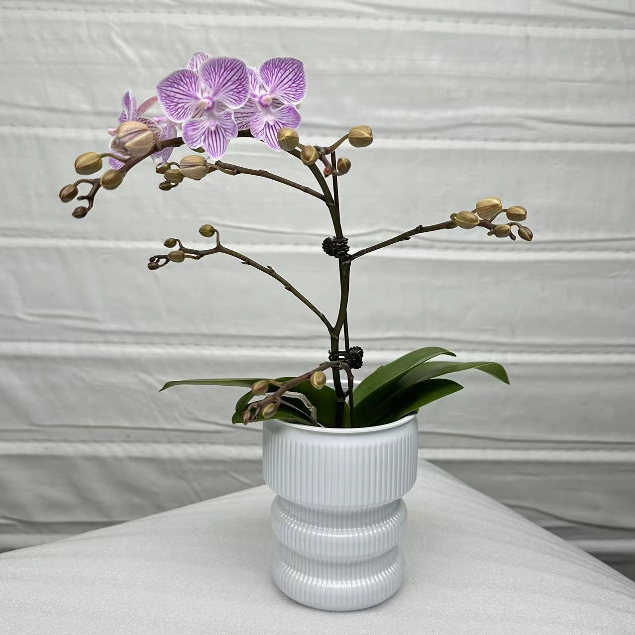 十月里 蝴蝶兰【樱花】带花带花苞发货 包邮