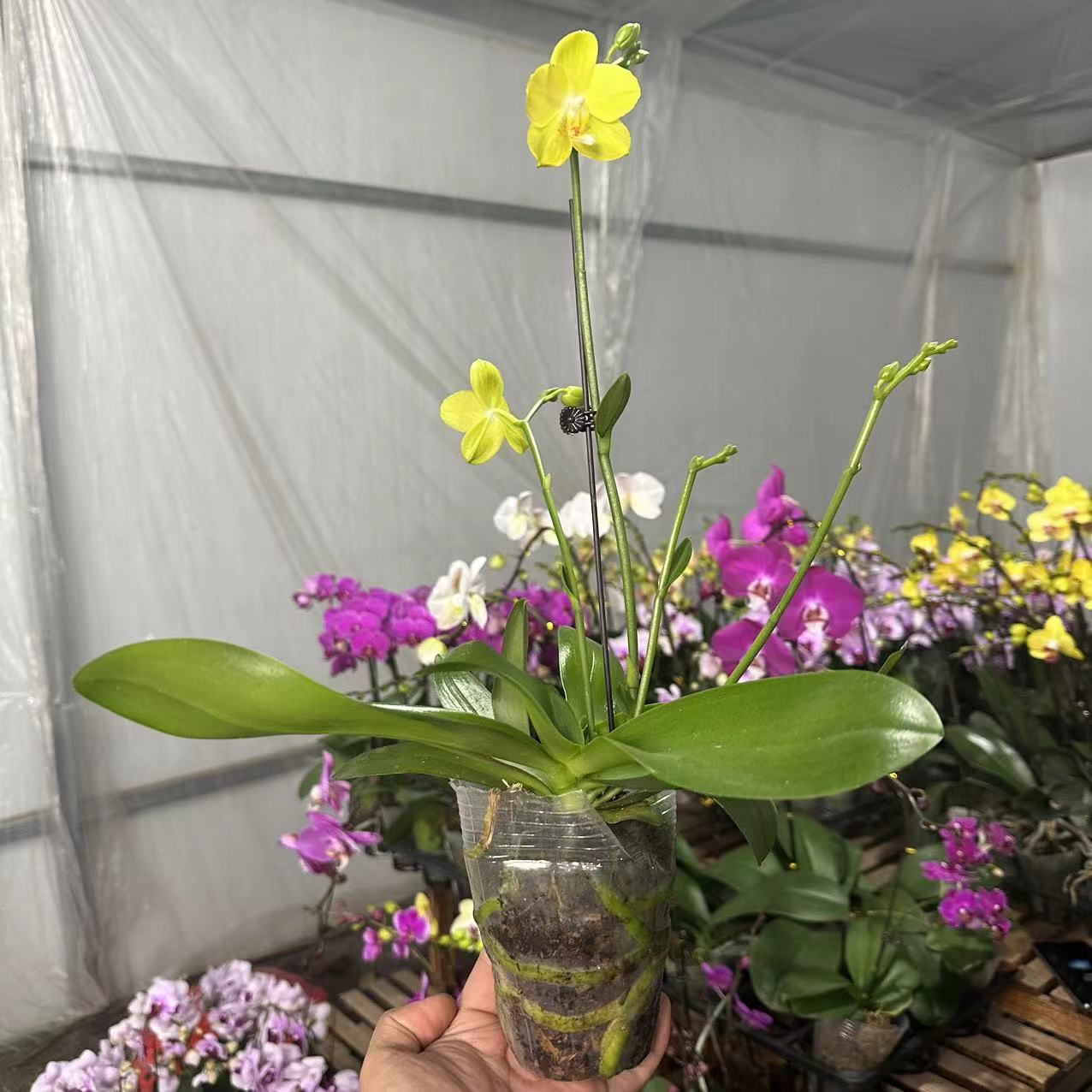 十月里蝴蝶兰【幻影】 带花带花苞包邮高货