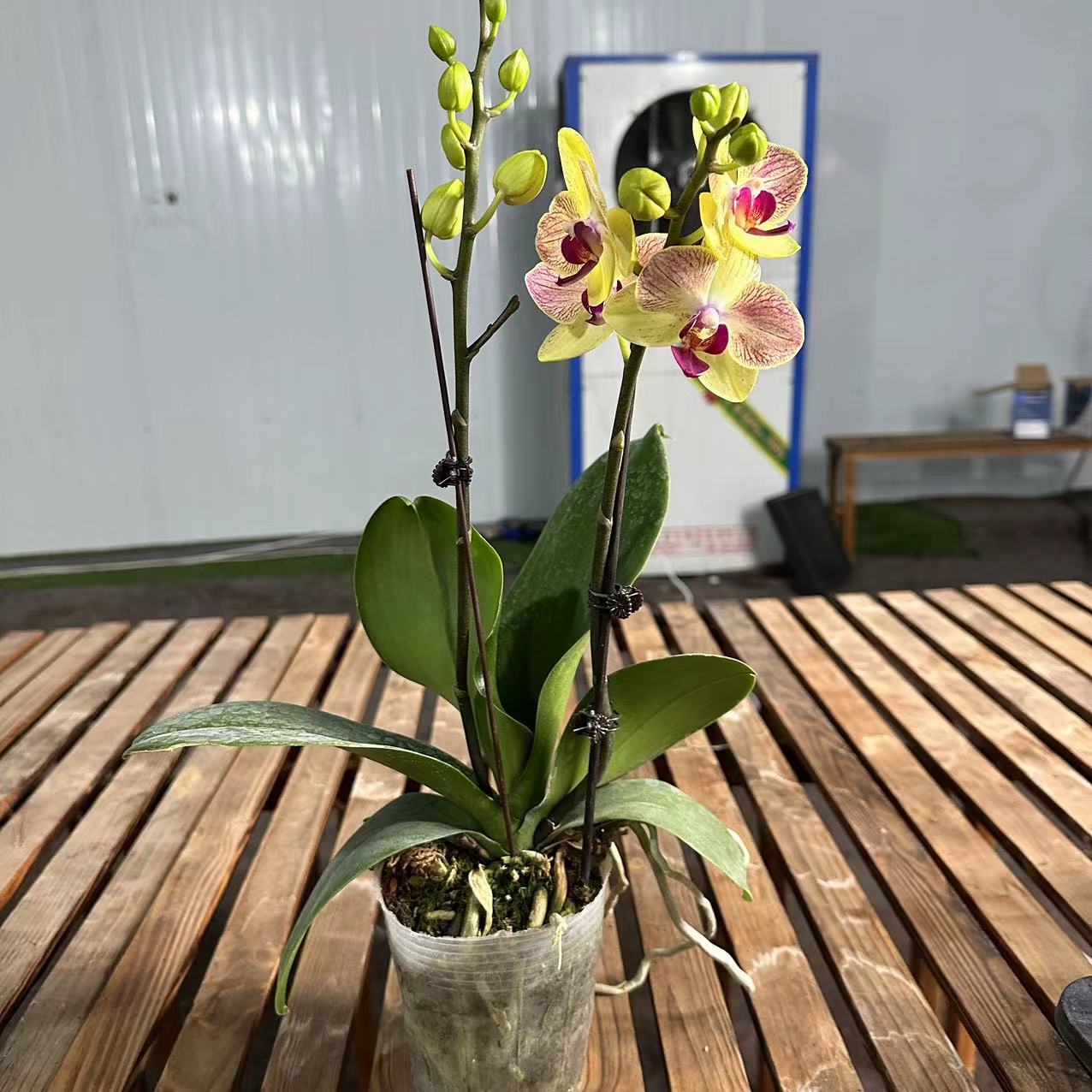 十月里蝴蝶兰【三色鸟】 带花带花苞 包邮