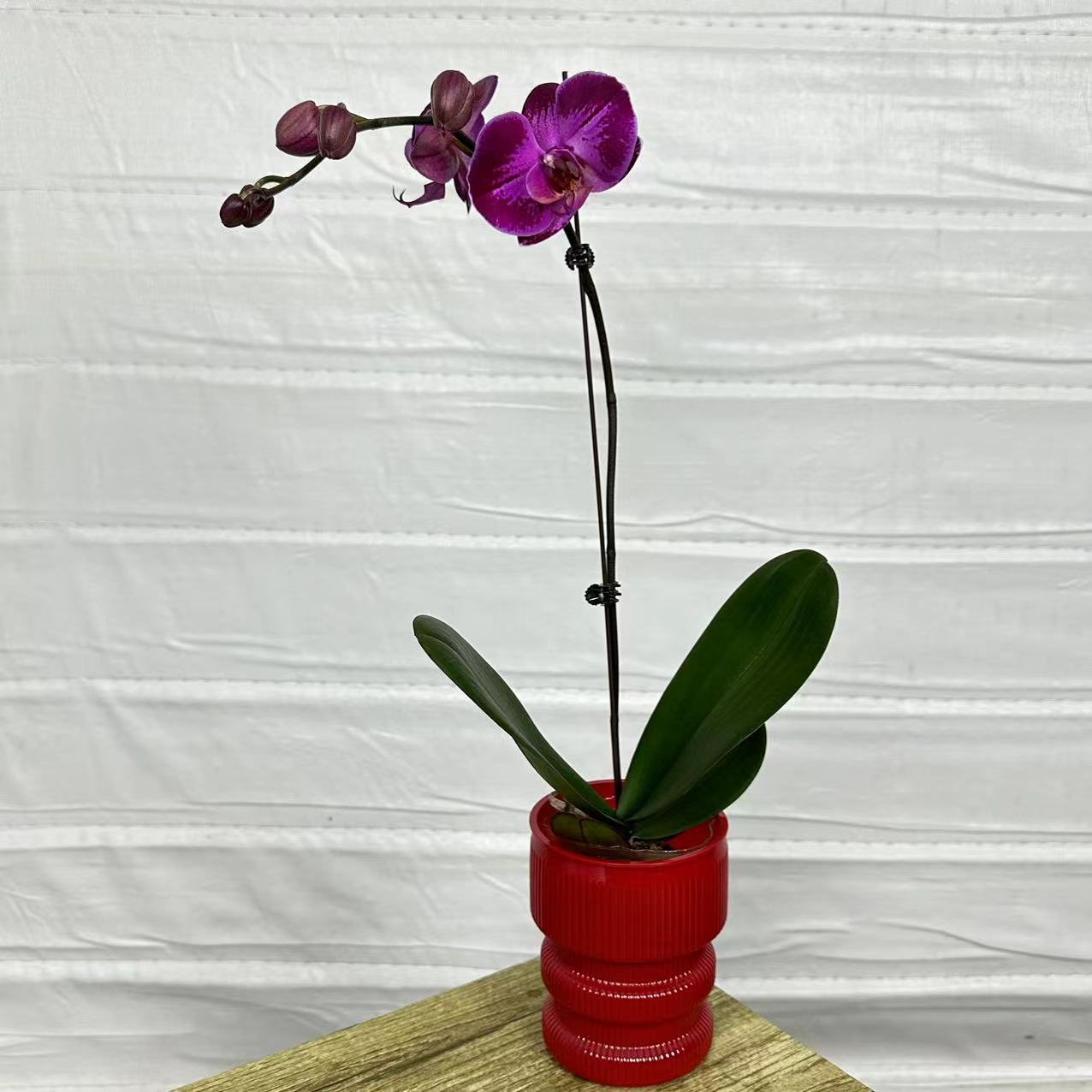 十月里蝴蝶兰【潮流】带花带花苞 包邮