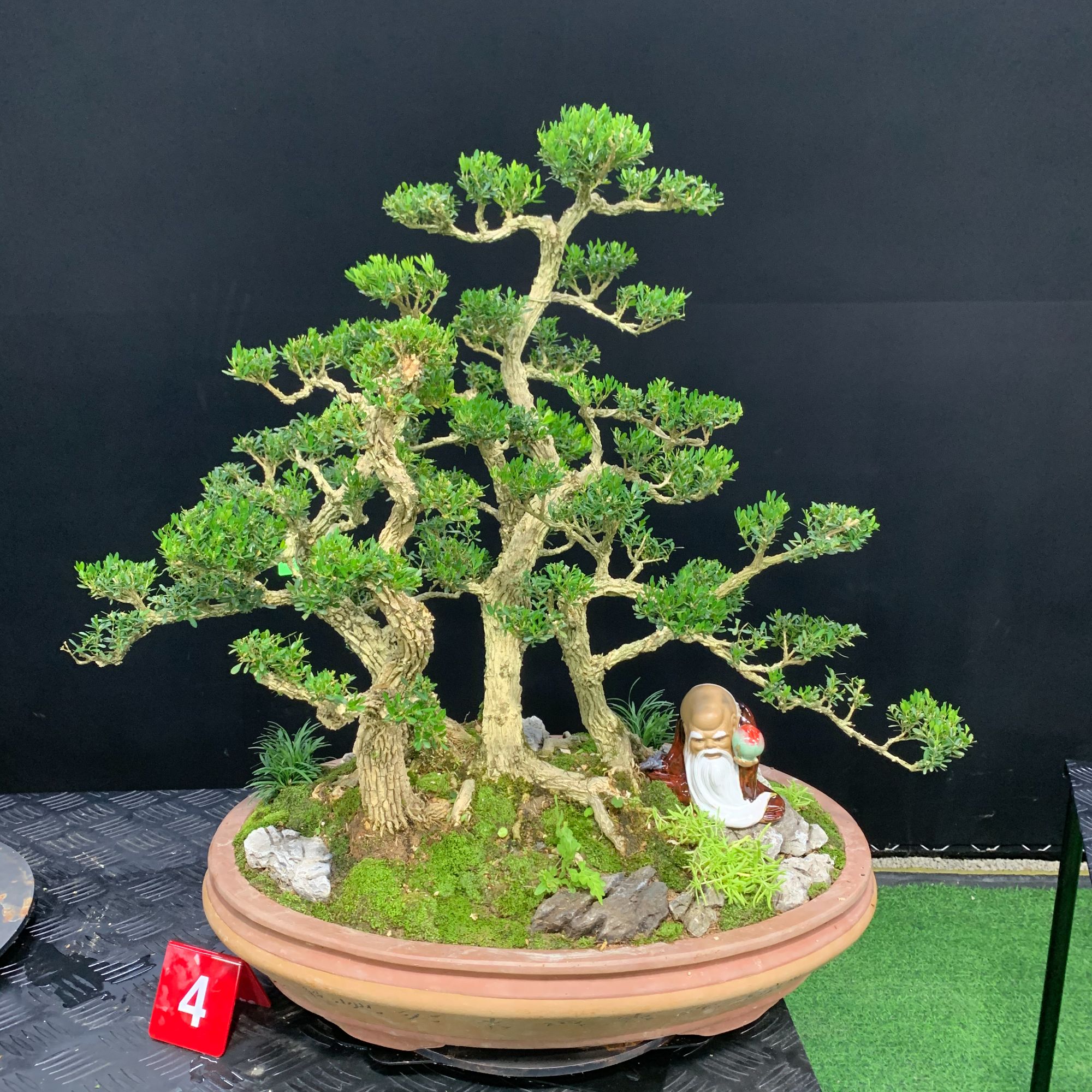 【117号】剪枝组合丛林黄杨盆景四季常青植物庭院别墅好养易活盆栽