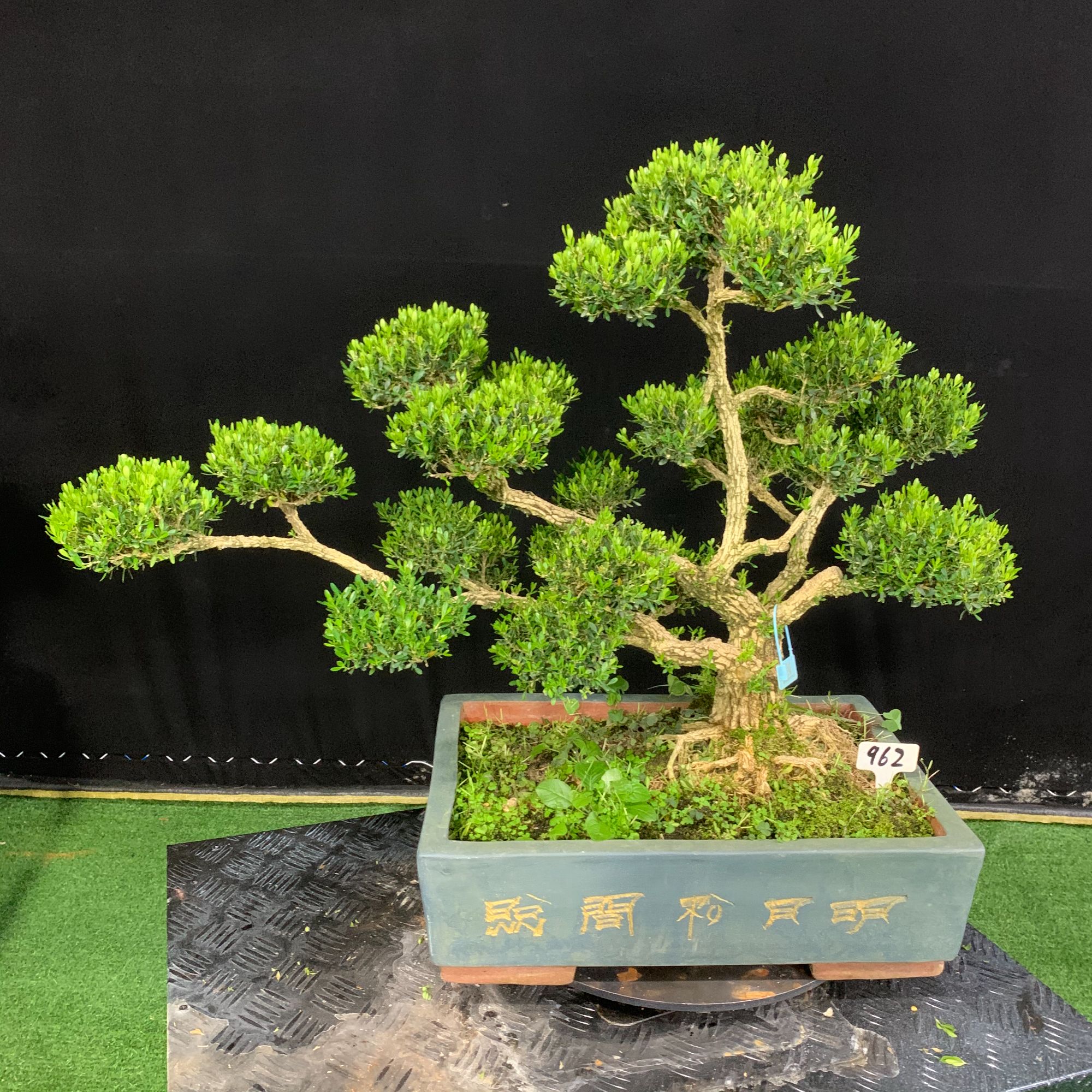 【962号】迎客松造型黄杨盆景小叶四季常青阳台办公室好养易活植物