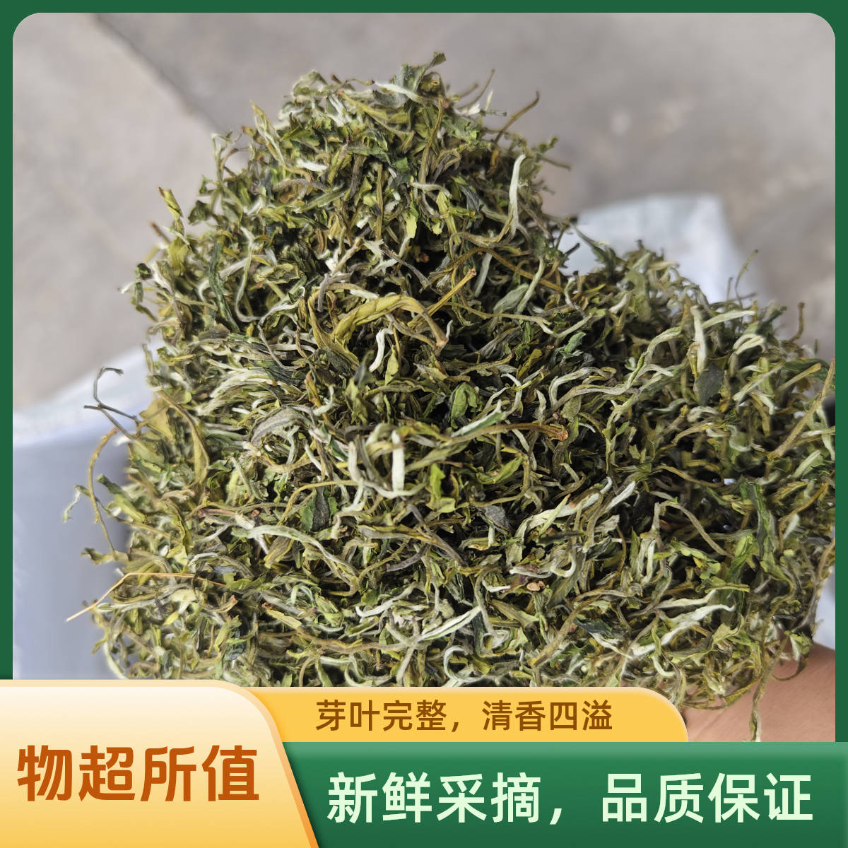 3斤100送盖碗口粮春尖茶新鲜品质酸枣芽柳蒿芽采摘