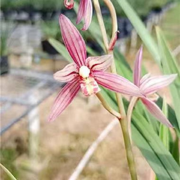 【玉环妃】带花剑 三星蝶瓣花 建兰品种 室内外花卉盆栽