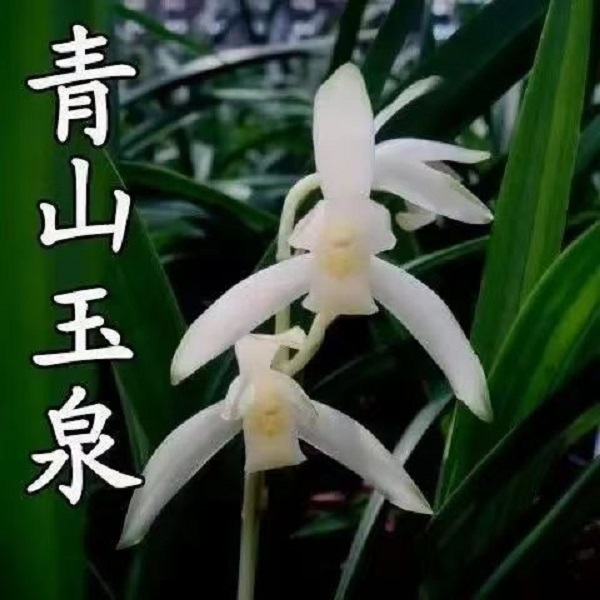 【青山玉泉】带花剑 三星蝶瓣花 建兰品种 室内外花卉盆栽