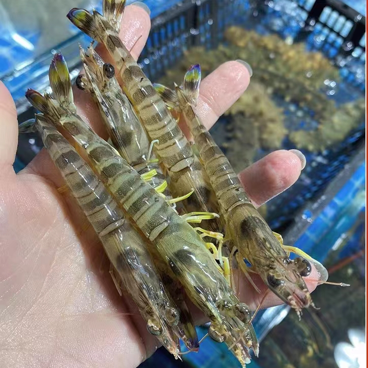 精选海水斑节虾活虾速冻基围虾竹节虾250克/盒到 手5盒