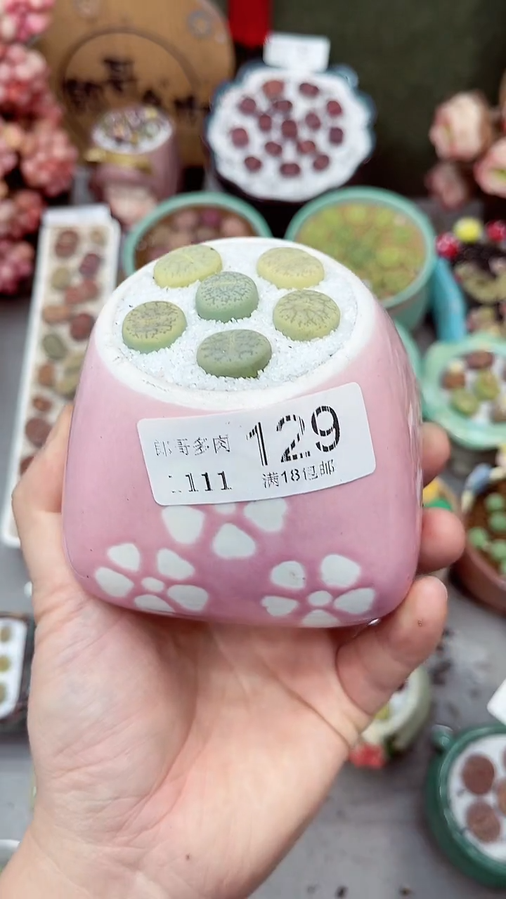 【闪购商品】郎哥多肉1111-129