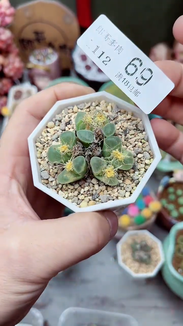 【闪购商品】郎哥多肉1112-69